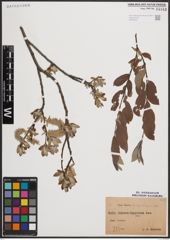 Foto von Salix cinerea L. x Salix lapponum L.